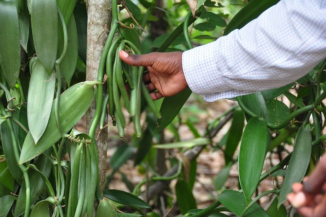 Come and Taste the Zanzibar Feelings - Itinerary Details