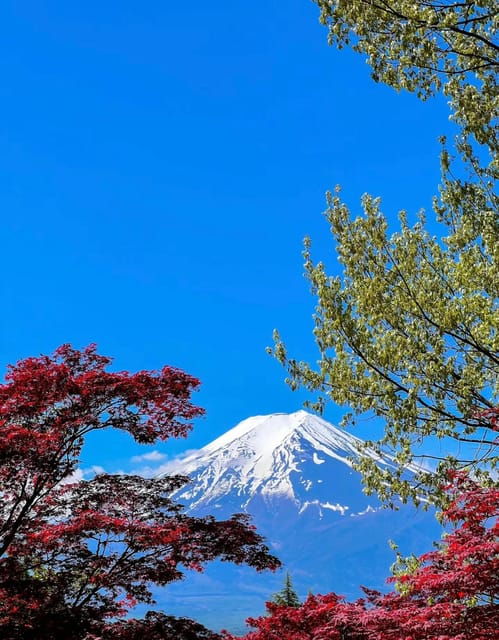 Comfortable Tour in Mount Fuji - Vehicle and Driver Details