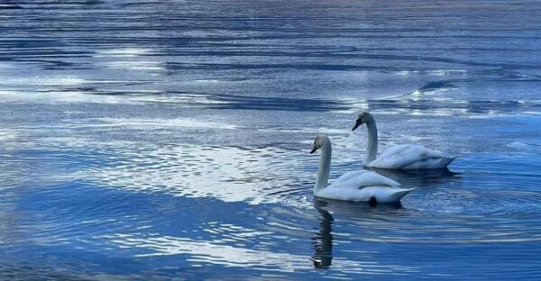 Comfortable Tour in Mount Fuji - Cancellation Policy
