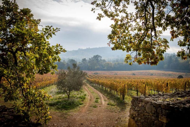 Commanderie de Peyrassol: Guided tour of the wine cellars - Good To Know