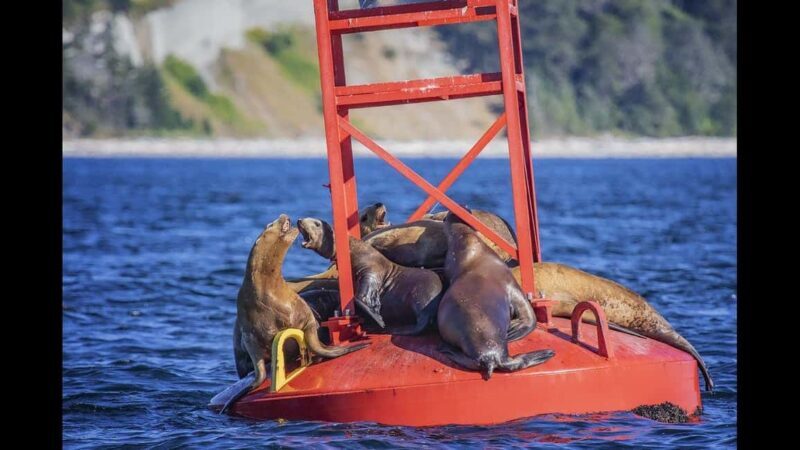Comox: 4 Hour Whale and Wildlife Watching Tour - Cruising the Salish Sea and Desolation Sound
