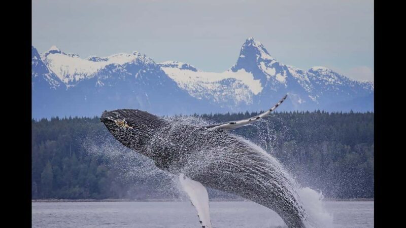 Comox: 4 Hour Whale and Wildlife Watching Tour - Returning to the Marina