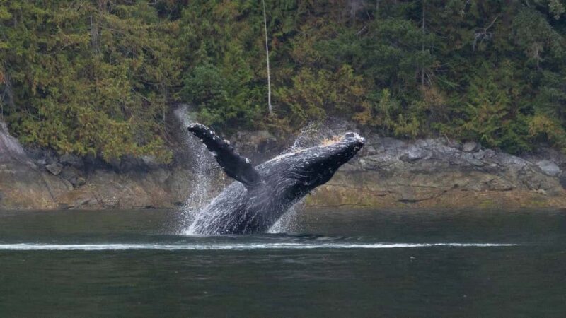 Comox: 4 Hour Whale and Wildlife Watching Tour - Practical Considerations