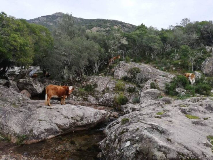 Complete Corsica - Corsicas Natural Beauty Unveiled