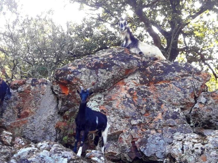 Complete Corsica - Land and Sea Excursion Highlights