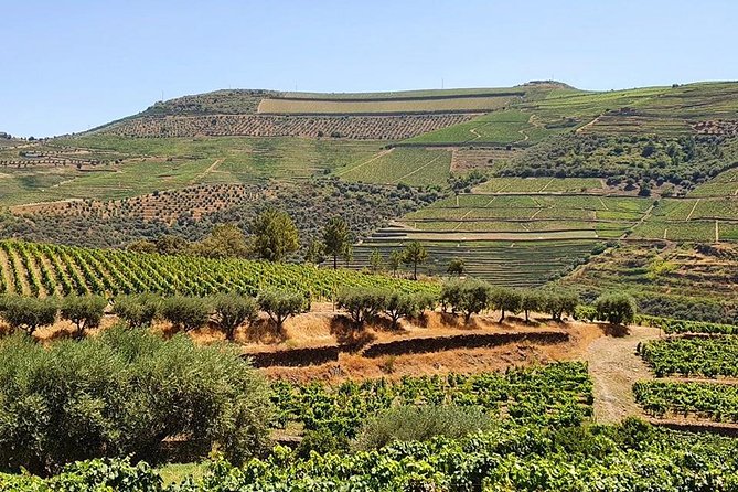 Complete Douro Valley Wine Tour With Lunch, Wine Tastings and River Cruise - Customer Testimonials and Reviews
