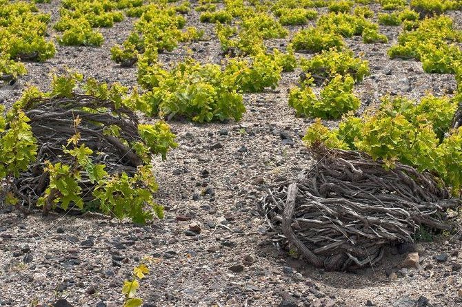 Complete Santorini Wine Experience - Exclusive Wine Events and Festivals