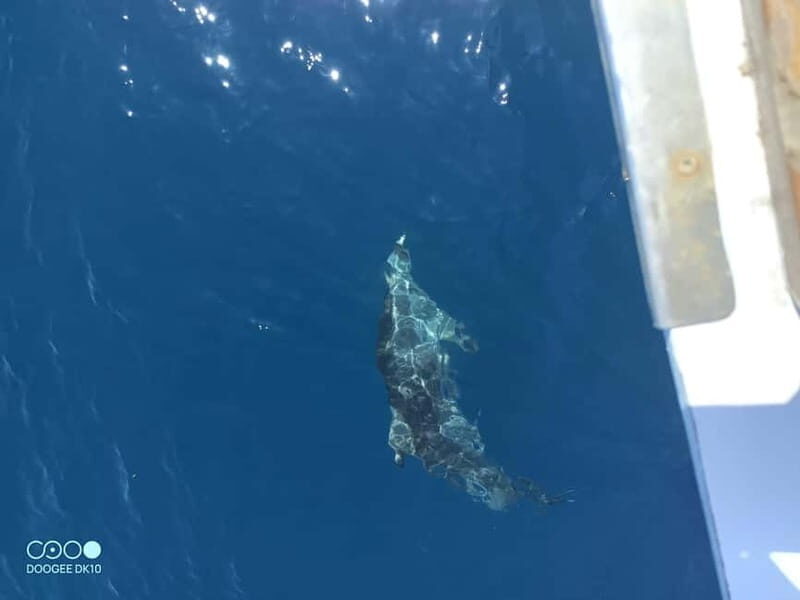 Complete tour of Elba Island - Value and Overall Experience