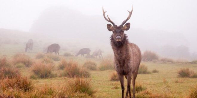 Comprehensive Excursion: Horton Plains and Pedro Tea Factory - Full Description