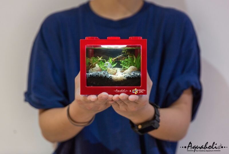 Concept X Plus - Mini Building Block Ecological Tan | Chai Wan - Making a small ecosystem in Chai Wan