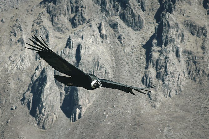 Condor Tour From Cusco - 1 Day - Pricing and Policies