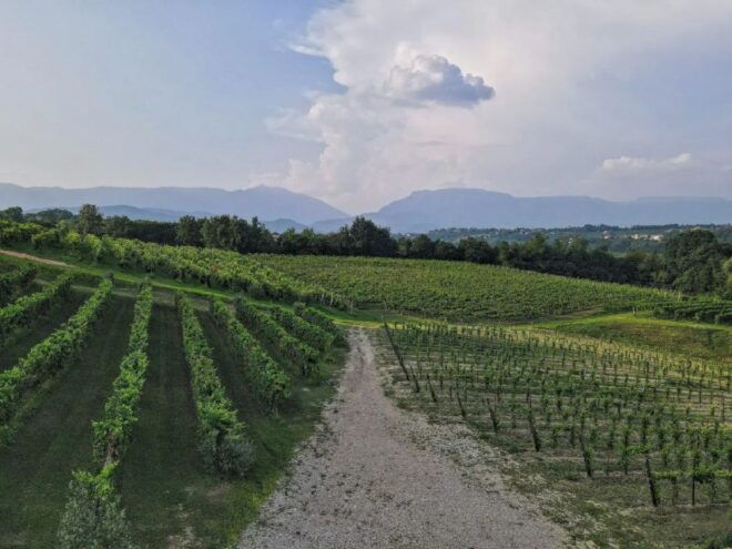 Conegliano: Prosecco Hills and Vineyards Tour - Includes