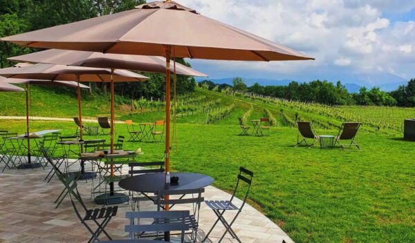 Conegliano: Prosecco Hills and Vineyards Tour - Customer Experiences