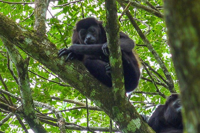 Congo Combo (Hanging Bridges and Zipline Adventure) - Tour Highlights