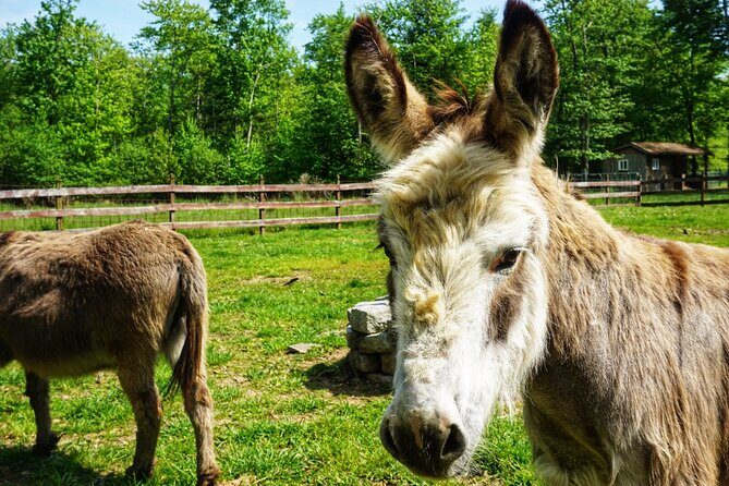 Connect with Rescue Animals on a Private Farm Tour in Catskills - Connecting with Rescue Animals on a Private Farm Tour in the Catskills