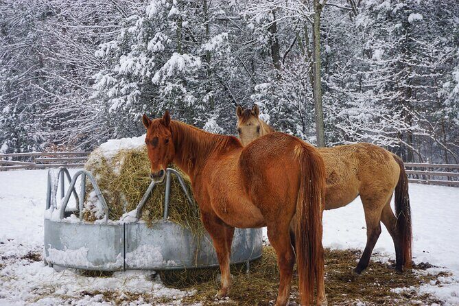 Connect with Rescue Animals on a Private Farm Tour in Catskills - Who Will Love This Experience?