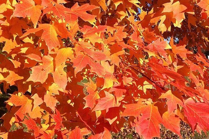 Connecticut Maple Foliage 1 Day Tour From New York - Frequently Asked Questions