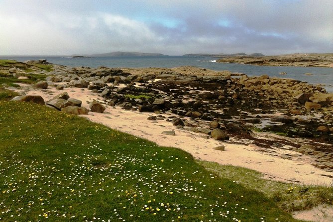 Connemara & Inishturk Island Wildlife Watching Cruise. Private Guided Full-Day - Overview of the Wildlife Watching Cruise