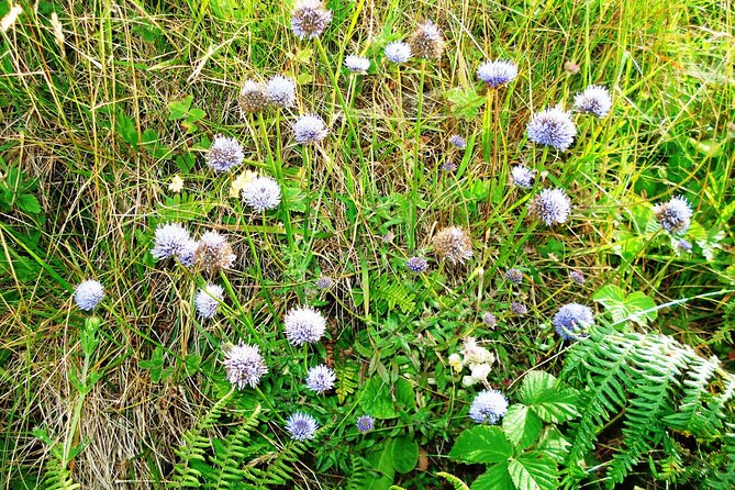 Connemara National Park Nature Trails Self-Guided Including Lunch - Affordable Pricing and Inclusions