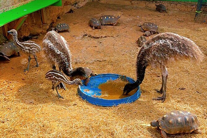 Connors Farms Petting Zoo - Why Choose This Tour?