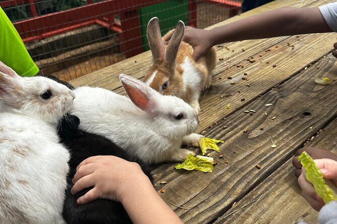 Connors Farms Petting Zoo - FAQ: Your Questions Answered