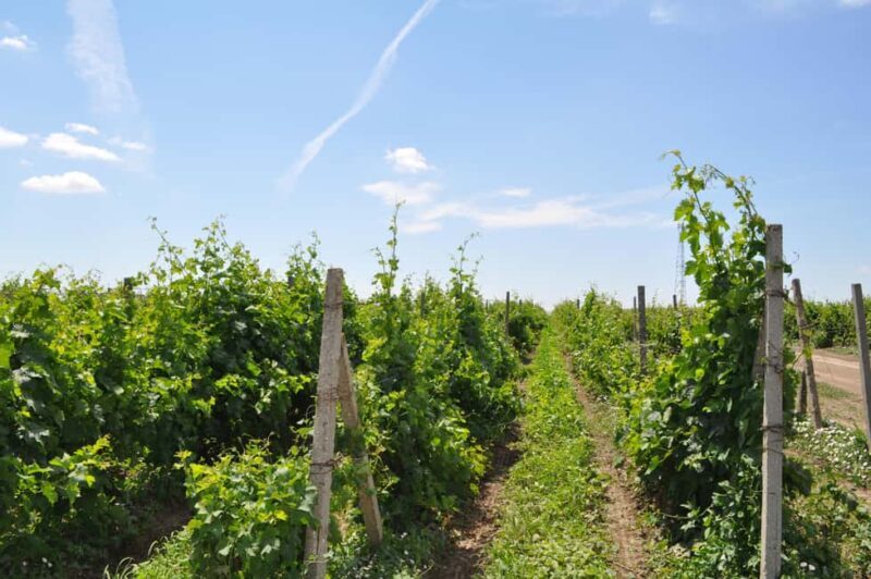 Constana: Ancient Histria Fortress and Local Wine Tasting - The Value and Who Should Consider This Tour