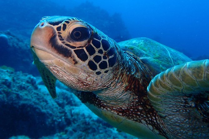 Continue Your Education With the Advanced Open Water Diver Course - 2 Days - Reviews