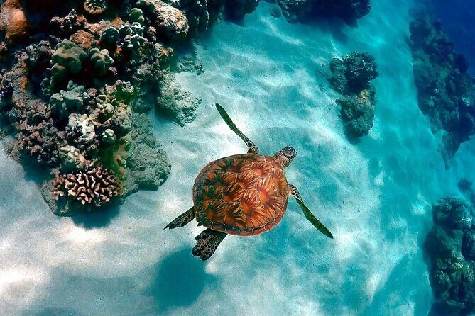 Contoy Adventure! Ixlache Reef Snorkel from Playa del Carmen - Price and Value Analysis