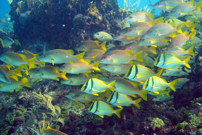 Contoy Island Exclusive Tour With Snorkeling and Isla Mujeres  - Cancun - Snorkeling Experience