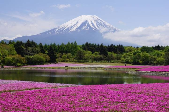 Contrasts of Japan end Tokyo 10-Day Tour by Europamundo - Hotels, meals and the real pace