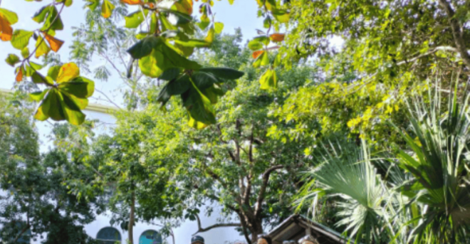 Conzumel: Downtown Sightseeing Tour of San Miguel - Transportation Included