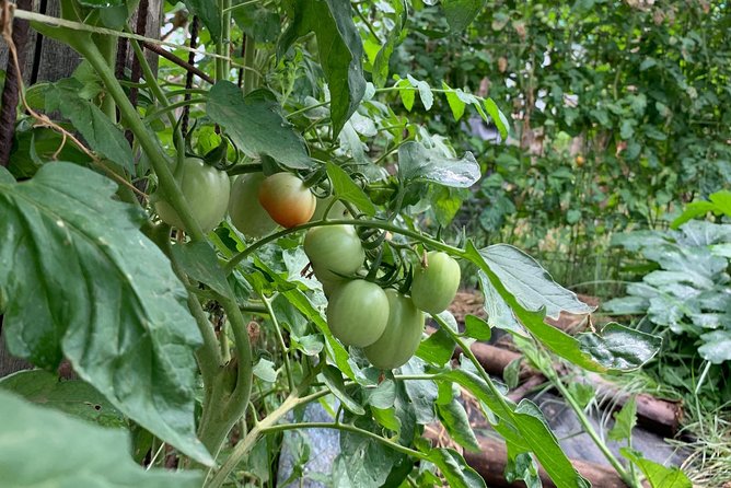 Cook and Eat in the Citrus Grove in Sorrento - Reviews and Ratings
