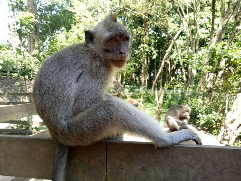 Cooking Class in Ubud with Visit to Monkey Forest and Rice Terrace - Tegalalang’s terraces and the price of a swing photo