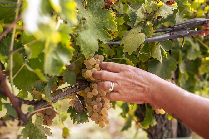 Cooking Class: Italian Authentic Recipes with Lunch - Final Thoughts: Who Will Love This?