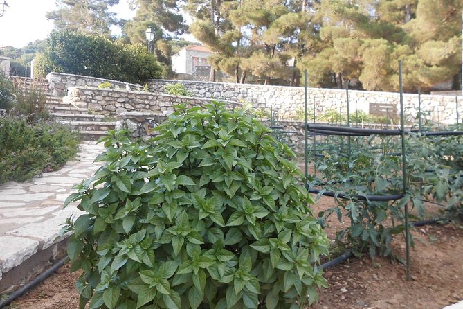 Cooking Class & Lunch in an Agrotourism Unit in Arcadia, Greece! - Guest Reviews