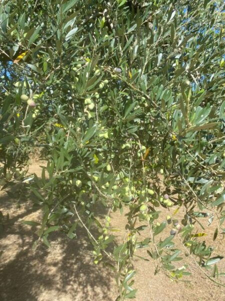 Cooking on the Hills - Create Lasting Memories in Palombara Sabina