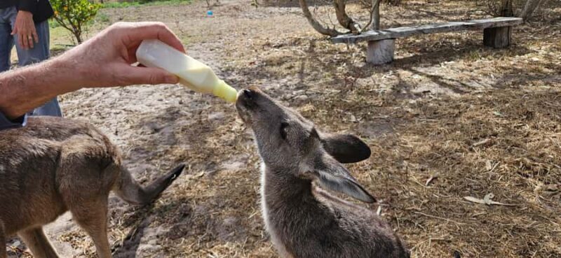 Coonawarra: Caves, Cabernet, & Kangaroos Day Tour & Lunch - Starting Point: Comfortable Pickup & Early Excitement