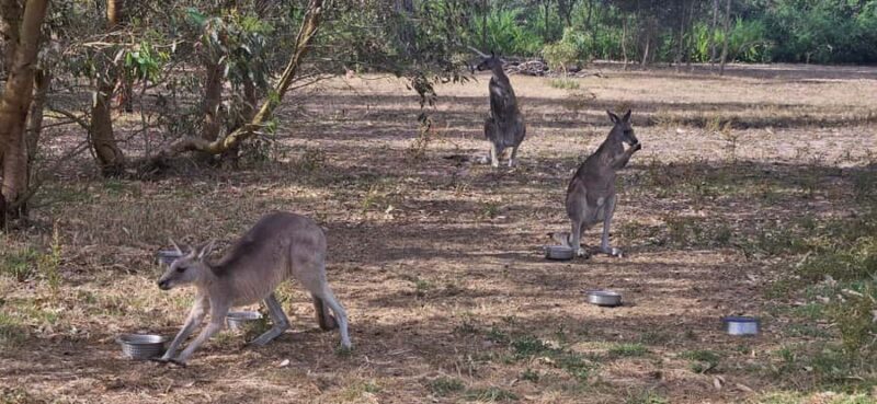Coonawarra: Caves, Cabernet, & Kangaroos Day Tour & Lunch - Kangaroo Sanctuary: Encountering Australia’s Iconic Wildlife