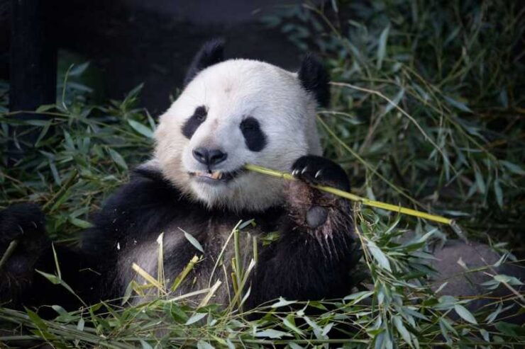 Copenhagen: Copenhagen Zoo Entry Ticket - Ticket Pricing and Availability