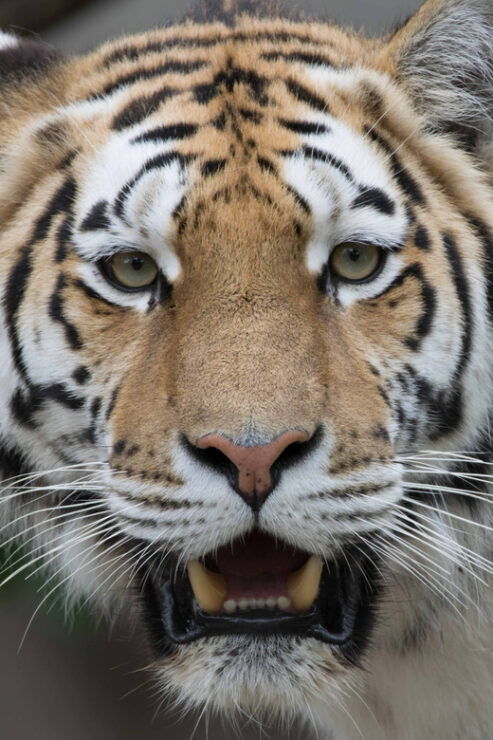 Copenhagen: Copenhagen Zoo Entry Ticket - Animal Encounters and Exhibits