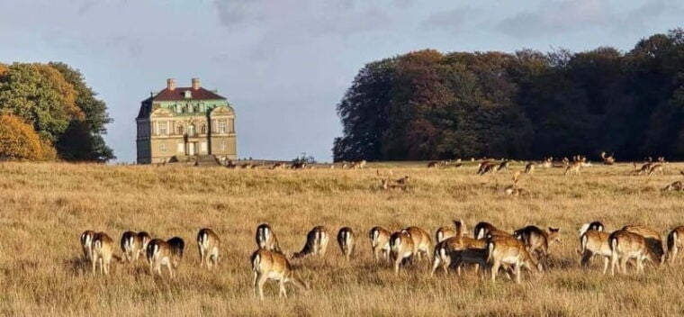 Copenhagen: Guided Tour Deer Park in Klampenborg - Authentic Experiences from Reviews