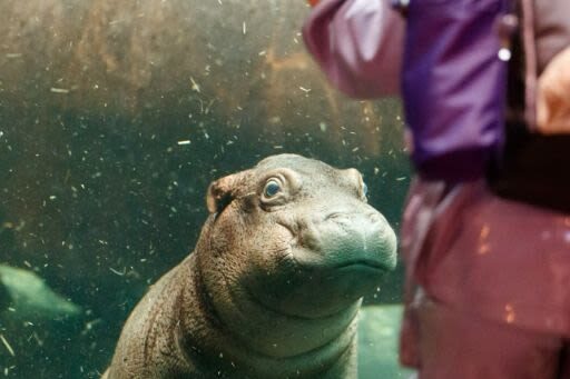 Copenhagen Zoo Skip The Line Ticket in Denmark - A half-day at Copenhagen Zoo