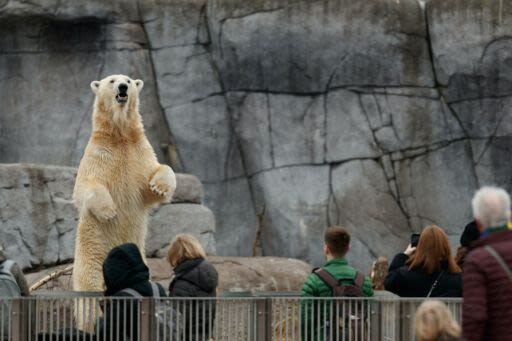 Copenhagen Zoo Skip The Line Ticket in Denmark - Follow the habitats from rainforest to Arctic
