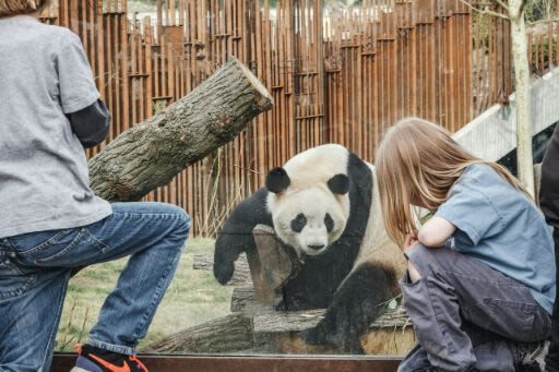 Copenhagen Zoo Skip The Line Ticket in Denmark - Make time for elephants and live programs