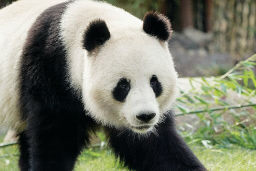 Copenhagen Zoo Skip The Line Ticket in Denmark - Pace the visit for 3 to 4 hours