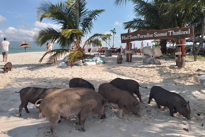 Coral and Pig Island: Koh Samui Island-Hopping Small Group Tour - Pricing and Booking