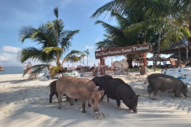 Coral and Pig Island: Koh Samui Island-Hopping Small Group Tour - Customer Testimonials and Contact Information