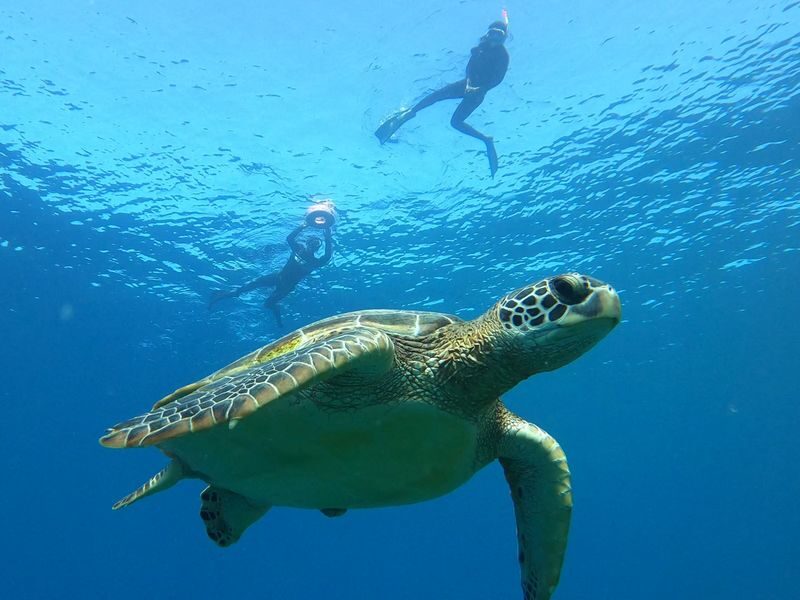 Coral and Sea Turtle Snorkeling - What to know before you book