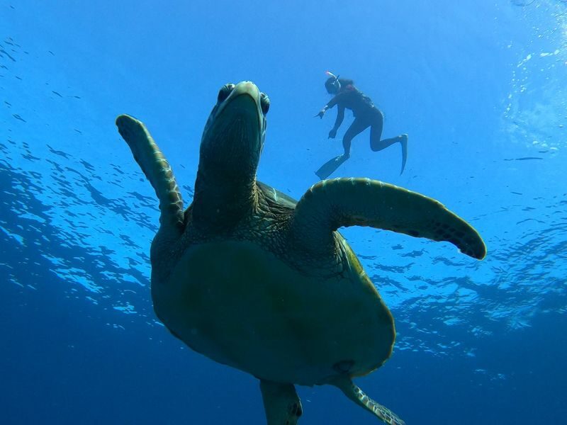 Coral and Sea Turtle Snorkeling - Beginner support and age limits