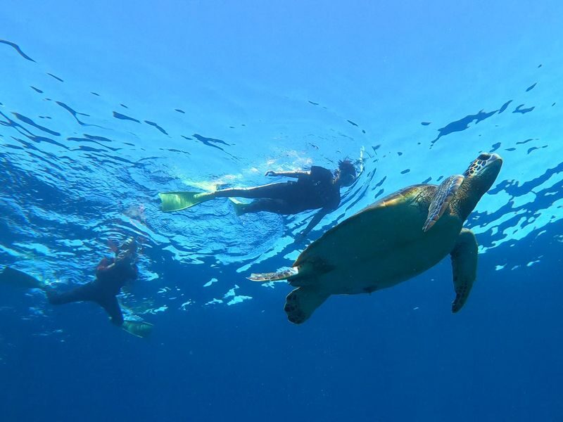 Coral and Sea Turtle Snorkeling - What the $55.49 starting price gets you
